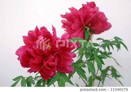 Peony ... Red girl (daughter mad) 13340579