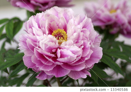 Peony · · · Kamada Nishiki (Kamataishiki) Peony · · · Kamada Nishiki (Kamataishiki) 13340586