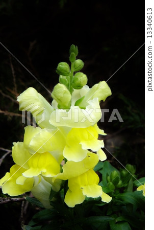 Vividly blooming, snapdragon, snapdragon (black back, copy space) 13340613