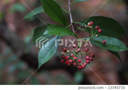 A red fruit of a dryfish A red fruit of a dryfish 13340738