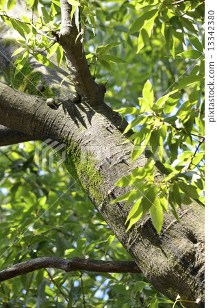 Shirakashi（Shirakashi） 13342380