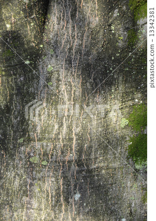 Shirakashi（Shirakashi） 13342381