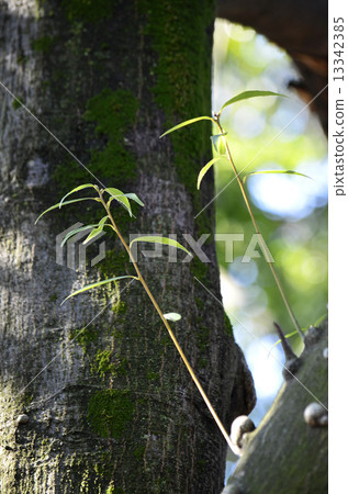 Shirakashi (Shirakashi) Shirakashi (Shirakashi) 13342385