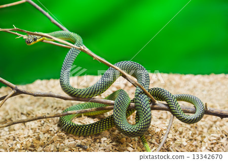 Green snake in terrarium Green snake in terrarium 13342670