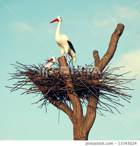 storks in the nest 13343024