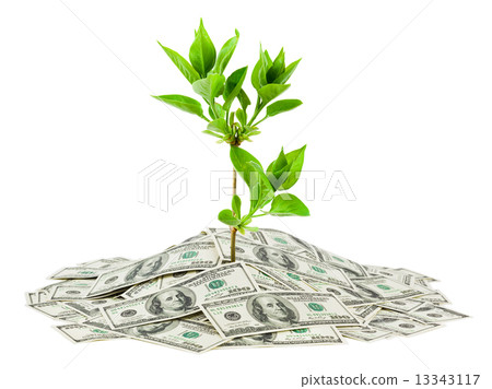 Money and plant Money and plant 13343117