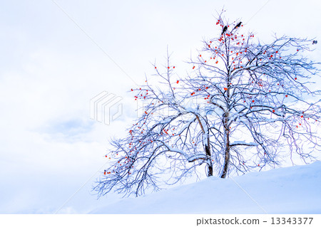在長岡市新潟縣的雪原上留下紅色水果的柿子樹 13343377