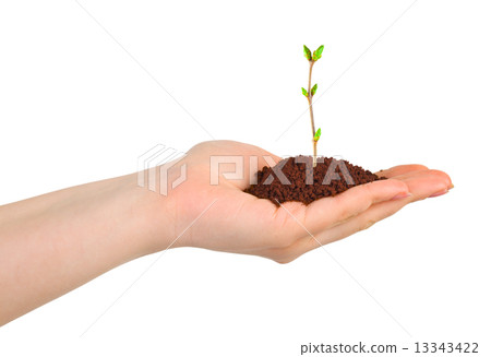 Hand and plant 13343422