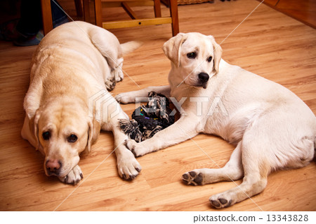 two labradors 13343828