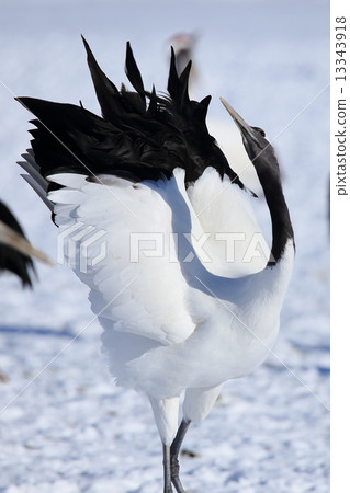 Throat threat of Tsurui village 13343918