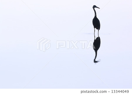 鳥的輪廓 13344049