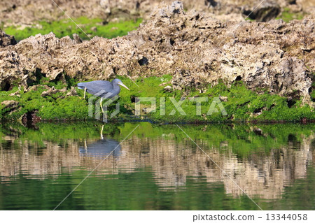 Seaside Kurosagi Seaside Kurosagi 13344058