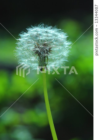 蒲公英的絨毛 13344087