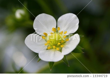 Strawberry flowers Strawberry flowers 13344719