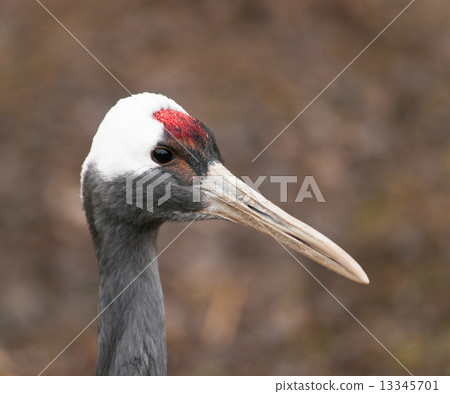 Japanese crane Japanese crane 13345701