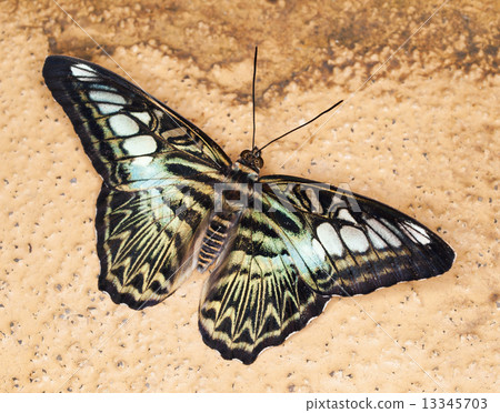 King Swallowtail 13345703