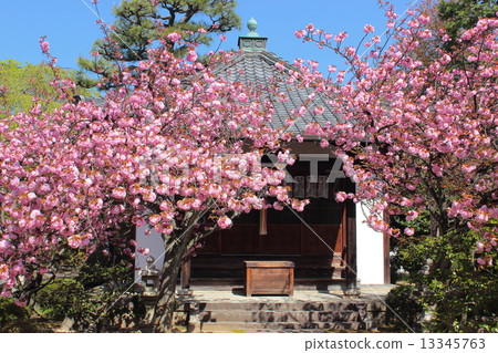 Kyoto Honmanji Temple Cherry blossoms 13345763