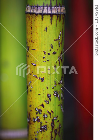 Bark of Pieris japonica 13345963