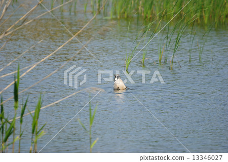 Yoshigamo的屁股 13346027