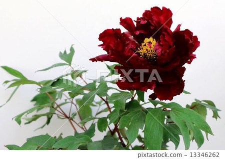 牡丹···Kuro Hondo 13346262