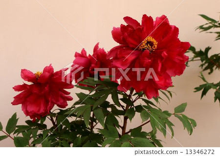 Peony · · · Yoshinori (Broom) 13346272