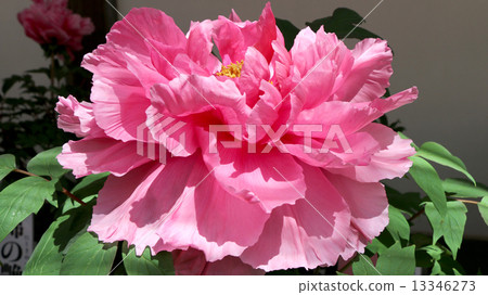 Peony ... Himiko (Himiko) 13346273