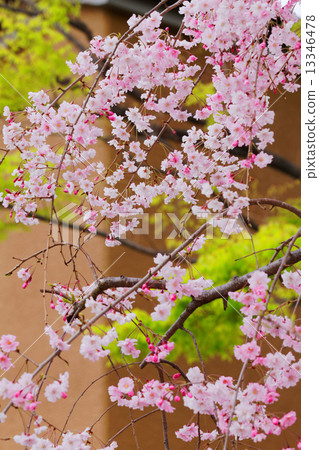 一朵淡粉紅的凝乳紅色樹枝櫻桃樹的花和芽在城市農業公園 13346478
