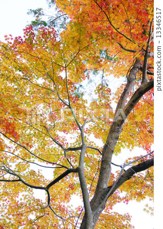 Autumn leaves 13346517