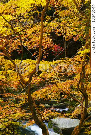 Autumn leaves 13346544
