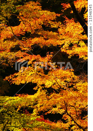 Autumn leaves 13346545