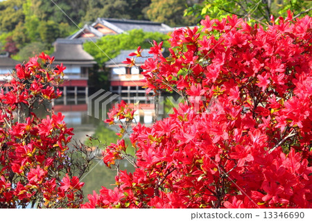 Kyoto Nagaoka Tenmanomiya Kirishima Azalea 13346690
