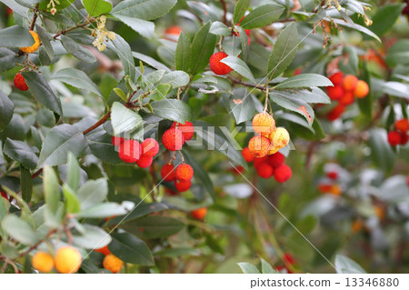 草莓的果實 13346880