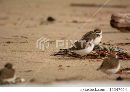 對不起銀色的棕色 對不起銀色的棕色 13347024