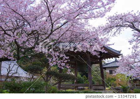 Tachibanaji的櫻花 13347291