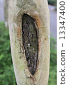 Tree Bark 13347400