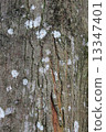 Tree Bark 13347401