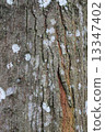 Tree Bark 13347402