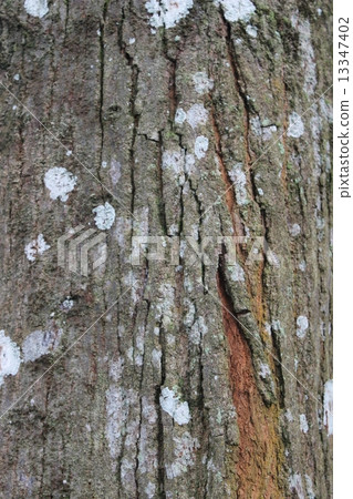 Tree Bark Tree Bark 13347402