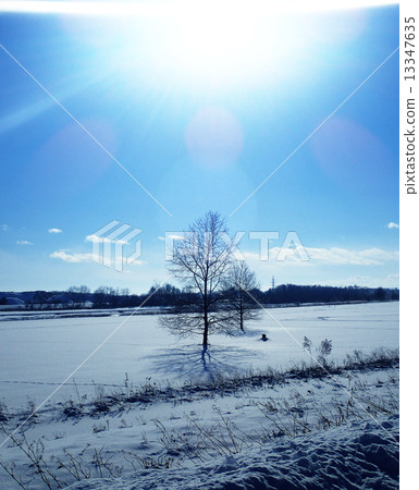 站立的木頭 13347635