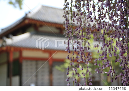 Wisteria trellis at Saidaiji Temple in Nara City, Nara Prefecture Wisteria trellis at Saidaiji Temple in Nara City, Nara Prefecture 13347668