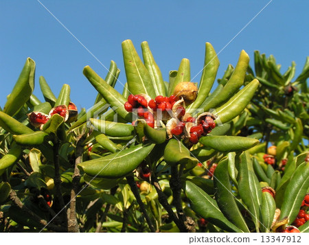  Seeds of Tobera with seeds that have been split and red mucus have come out 13347912