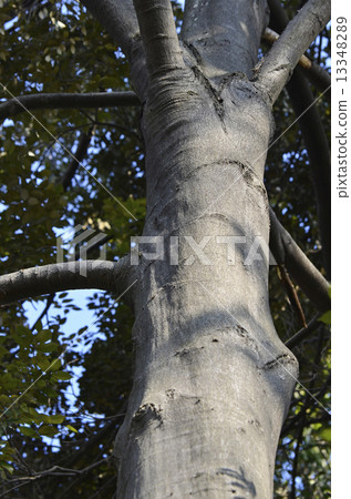 Kojii（小椎骨） 13348289