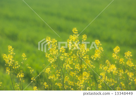 藍芥末（軟） 13348449