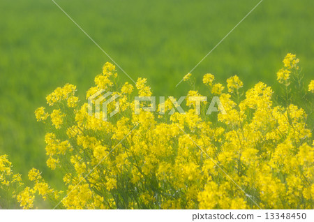 Blue mustard (soft) 13348450