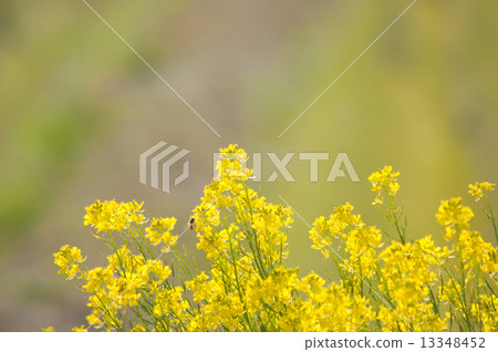 海藻芥末 13348452