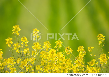 海藻芥末 13348453