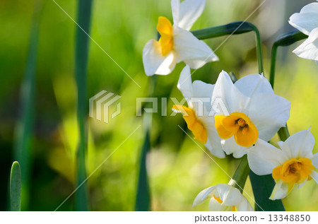 Japanese daffodil 13348850