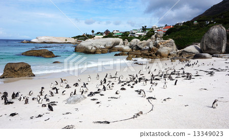 Penguins False Bay Boulders Penguins False Bay Boulders 13349023