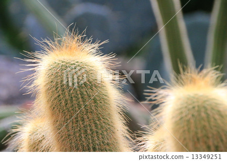 Cacti Kinomaru Cacti Kinomaru 13349251