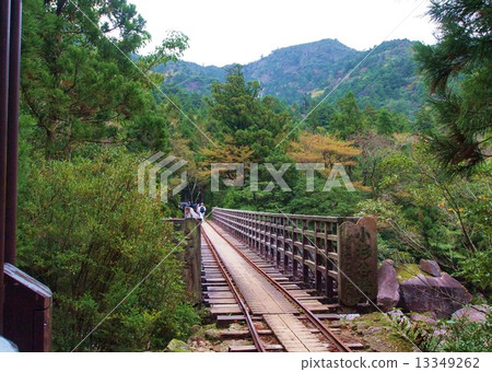 Yakushima Kosugi Tanihashi 13349262